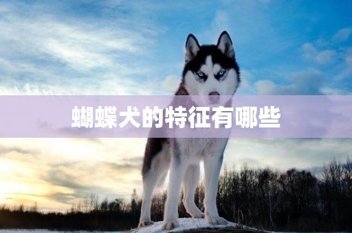 蝴蝶犬的特征有哪些