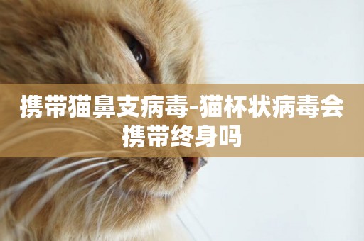攜帶貓鼻支病毒-貓杯狀病毒會攜帶終身嗎