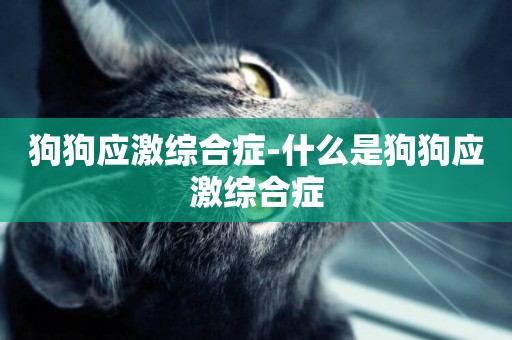 狗狗應激綜合癥-什么是狗狗應激綜合癥