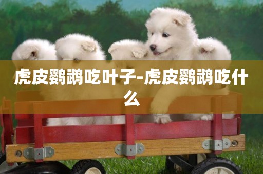 虎皮鸚鵡吃葉子-虎皮鸚鵡吃什么