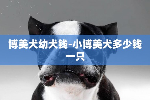 博美犬幼犬錢-小博美犬多少錢一只