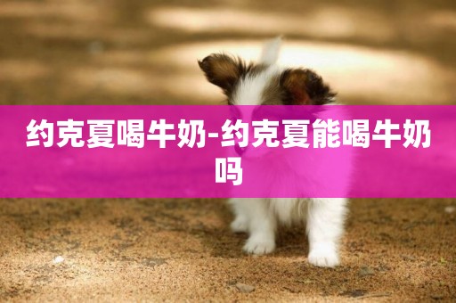 約克夏喝牛奶-約克夏能喝牛奶嗎