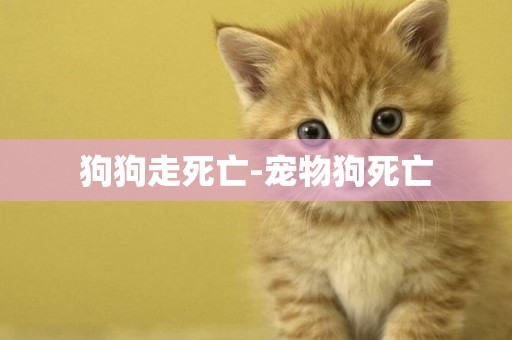 狗狗走死亡-寵物狗死亡
