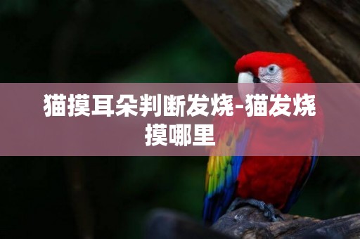 貓摸耳朵判斷發燒-貓發燒摸哪里