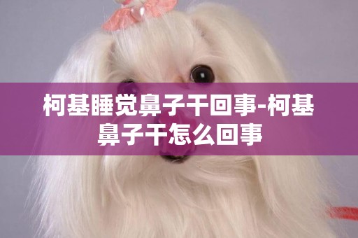 柯基睡覺鼻子干回事-柯基鼻子干怎么回事
