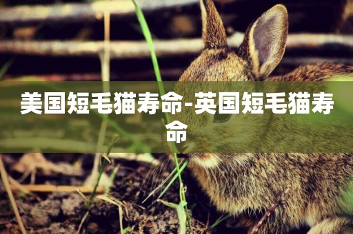美國短毛貓壽命-英國短毛貓壽命