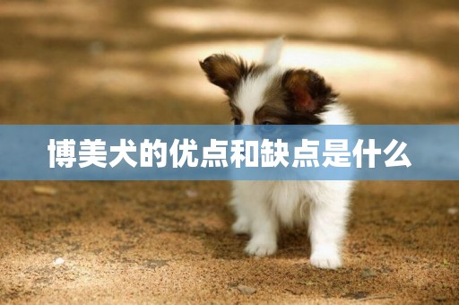 博美犬的優點和缺點是什么