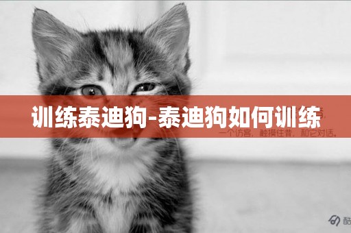 訓練泰迪狗-泰迪狗如何訓練