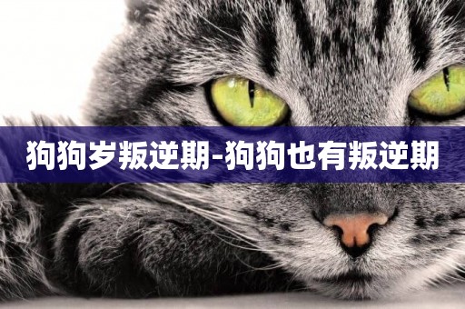 狗狗歲叛逆期-狗狗也有叛逆期