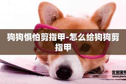 狗狗懼怕剪指甲-怎么給狗狗剪指甲