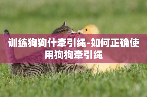 訓練狗狗什牽引繩-如何正確使用狗狗牽引繩