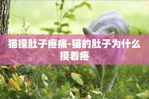 貓摸肚子疼痛-貓的肚子為什么摸著疼