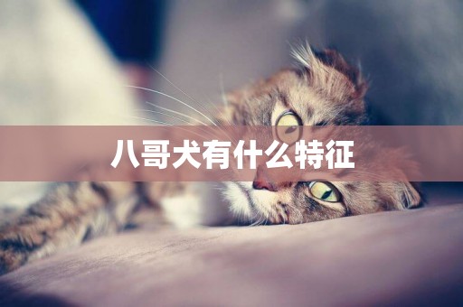 八哥犬有什么特征
