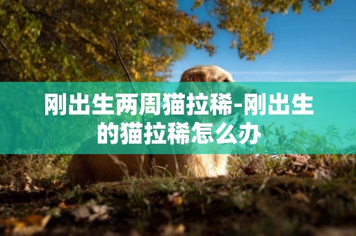 剛出生兩周貓拉稀-剛出生的貓拉稀怎么辦