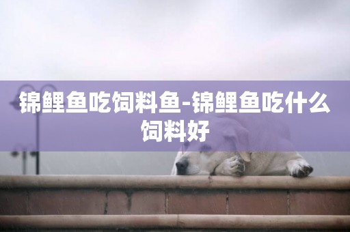 錦鯉魚吃飼料魚-錦鯉魚吃什么飼料好