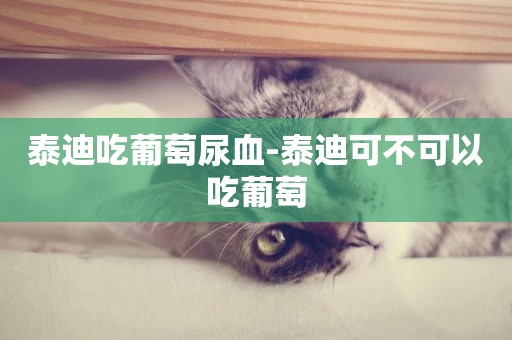 泰迪吃葡萄尿血-泰迪可不可以吃葡萄