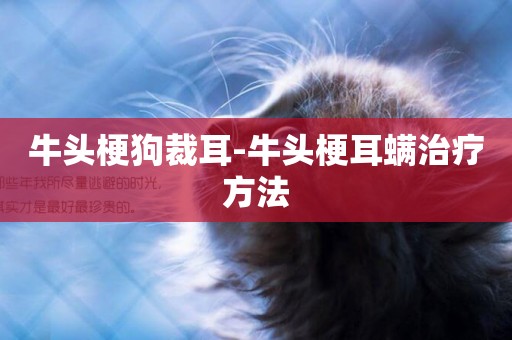 牛頭梗狗裁耳-牛頭梗耳螨治療方法