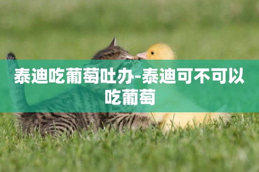 泰迪吃葡萄吐辦-泰迪可不可以吃葡萄