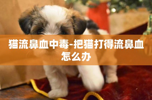 貓流鼻血中毒-把貓打得流鼻血怎么辦