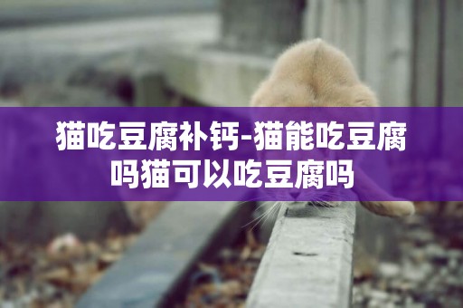 貓吃豆腐補鈣-貓能吃豆腐嗎貓可以吃豆腐嗎