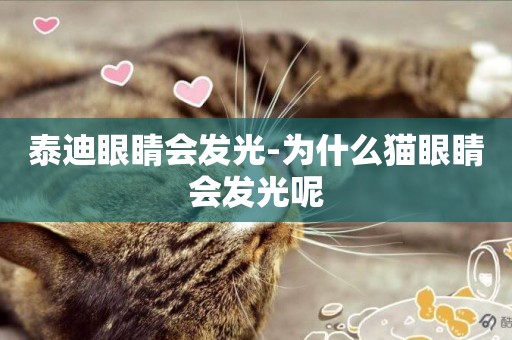 泰迪眼睛會發光-為什么貓眼睛會發光呢