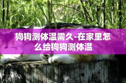 狗狗測體溫需久-在家里怎么給狗狗測體溫