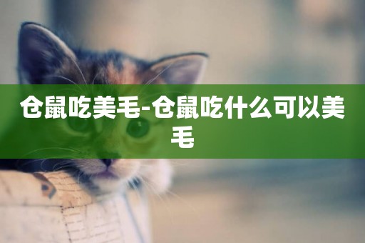 倉鼠吃美毛-倉鼠吃什么可以美毛