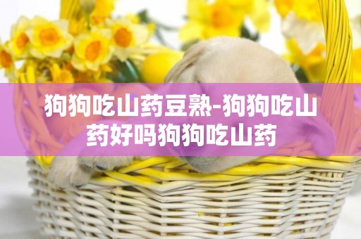 狗狗吃山藥豆熟-狗狗吃山藥好嗎狗狗吃山藥
