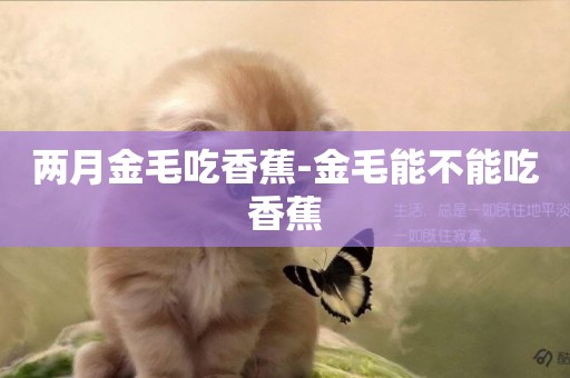 兩月金毛吃香蕉-金毛能不能吃香蕉