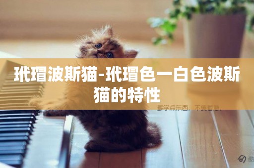 玳瑁波斯貓-玳瑁色一白色波斯貓的特性