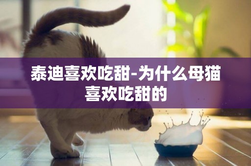 泰迪喜歡吃甜-為什么母貓喜歡吃甜的