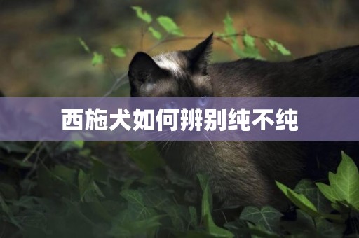 西施犬如何辨別純不純