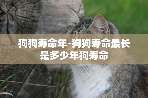 狗狗壽命年-狗狗壽命最長是多少年狗壽命