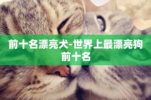前十名漂亮犬-世界上最漂亮狗前十名
