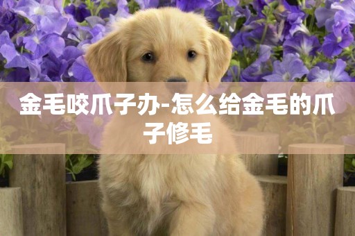 金毛咬爪子辦-怎么給金毛的爪子修毛