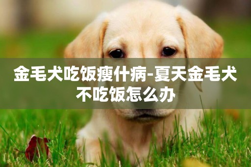 金毛犬吃飯瘦什病-夏天金毛犬不吃飯怎么辦