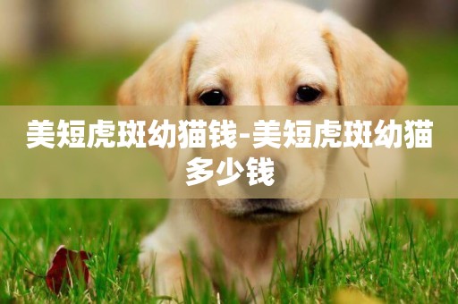 美短虎斑幼貓錢-美短虎斑幼貓多少錢