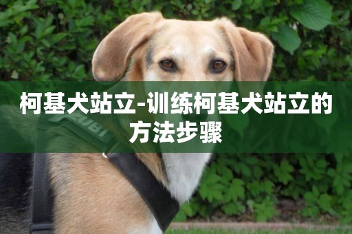 柯基犬站立-訓練柯基犬站立的方法步驟