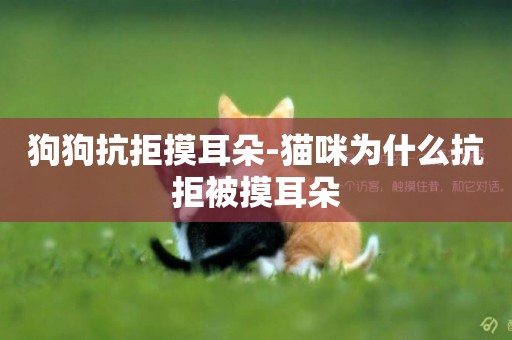 狗狗抗拒摸耳朵-貓咪為什么抗拒被摸耳朵