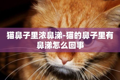 貓鼻子里濃鼻涕-貓的鼻子里有鼻涕怎么回事