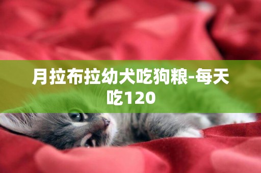 月拉布拉幼犬吃狗糧-每天吃120