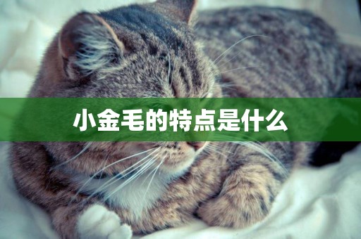 小金毛的特點是什么