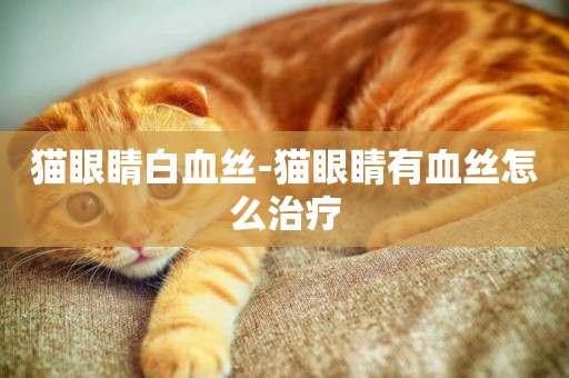 貓眼睛白血絲-貓眼睛有血絲怎么治療