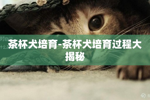 茶杯犬培育-茶杯犬培育過程大揭秘