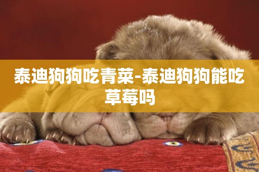 泰迪狗狗吃青菜-泰迪狗狗能吃草莓嗎