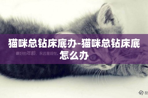 貓咪總鉆床底辦-貓咪總鉆床底怎么辦