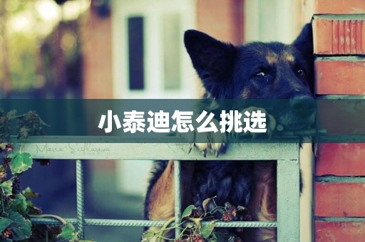 小泰迪怎么挑選