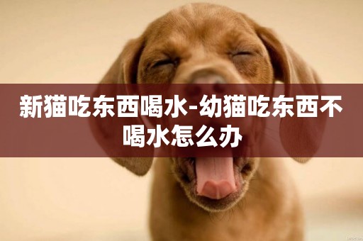 新貓吃東西喝水-幼貓吃東西不喝水怎么辦