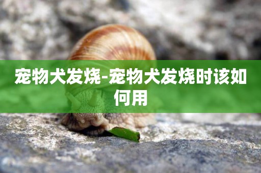 寵物犬發燒-寵物犬發燒時該如何用
