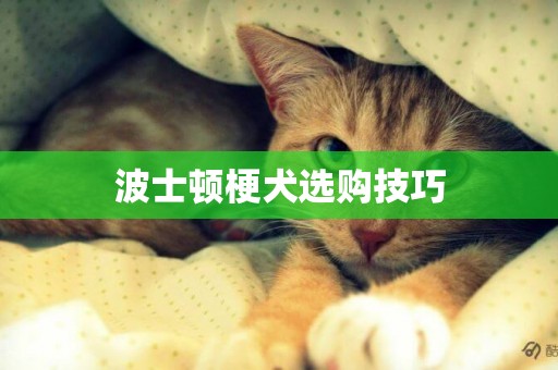波士頓梗犬選購技巧